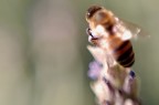 Ancora Macro Ancora Macro