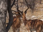 Cosė impala Cosė impala