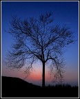 Albero in Blu Albero in Blu