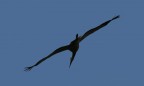 cicogna cicogna