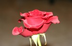 rosa rosa
