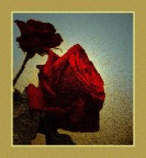 roses roses