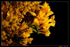 Flowers in the dark Flowers in the dark