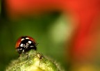 ciao a tutto il forum ciao a tutto il forum