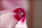 Fortemente rosa