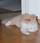 piccolo amico di casa