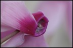 Soffusamente rosa Soffusamente rosa
