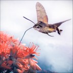 Hummingbird hawk moth