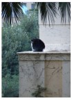 un gatto e le sue nove vite un gatto e le sue nove vite