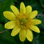 Fiore giallo 3 Fiore giallo 3