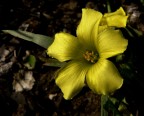 Aurum Aurum