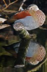 Alzavola Anellata Alzavola Anellata