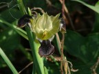 fiore nero fiore nero