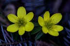 colore di primavera