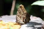 L'ombra della farfalla