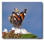 Butterfly Butterfly