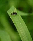 3 mm sull'erba! 3 mm sull'erba!