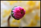 Nel giallo Nel giallo