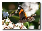 Butterfly 3