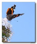Butterfly 14