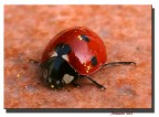 coccinella