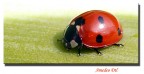 coccinella2 coccinella2