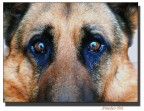 sguardo