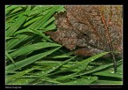 Natura bagnata