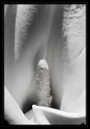 calla calla