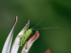 un piccolo grillo...anche fin troppo piccolo!