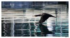 cormorano01 cormorano01