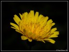fiore fiore