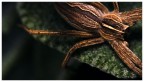 spider wide spider wide