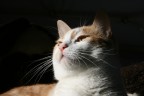 gatto gatto