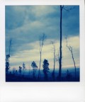 Trees Trees