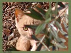 Occhio di gatto Occhio di gatto