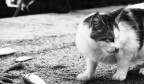 gatto sazio gatto sazio