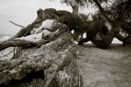 Acacia