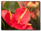 fiori fiori