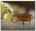 mosca "irlandese"....