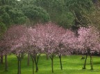 la primavera, forse la primavera, forse