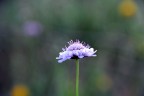 Fiore Fiore
