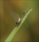 draghessa draghessa