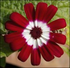 Coccarda tricolore Coccarda tricolore