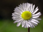 Fiore d'inverno Fiore d'inverno