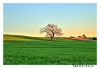 Albero Solo Albero Solo