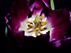 Tulipano Tulipano