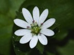 macro fiore macro fiore