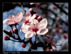 Albero in fiore Albero in fiore