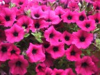 fucsia fucsia
